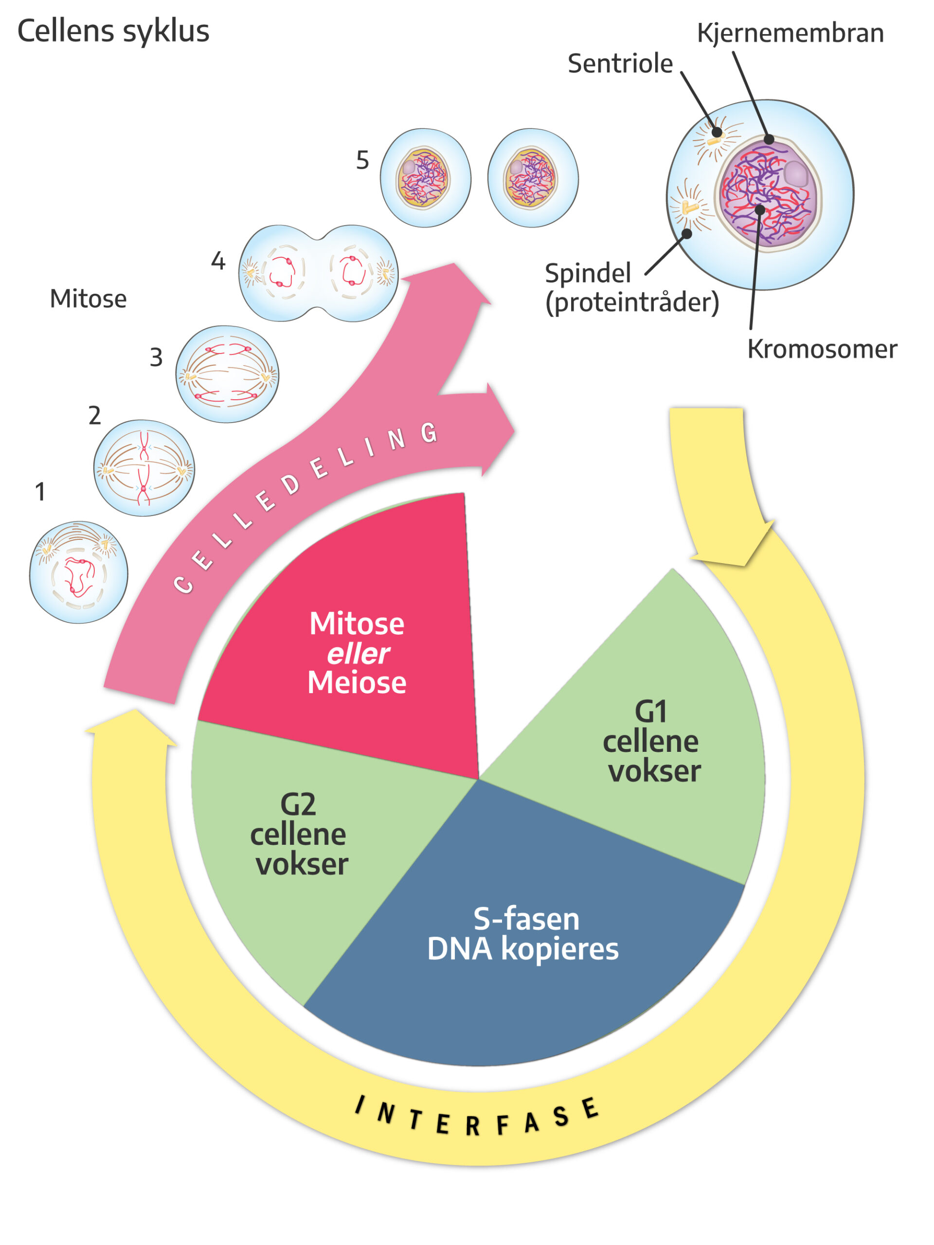 Cellens syklus og hva som skjer i mitosen’ viser hva som skjer i mitosen.De to centriolene (fig. 9, punkt 1) vandrer til hver sin pol i cellen og kjernemembranen går i oppløsning. De 46 kromosomene, som består hver av to identiske kromatider, ligger nå fritt i cytoplasma. Kromosomene forflytter seg slik at de ligger i et plan midt i cellen (punkt 2). Fra centriolene skytes det ut spindler (proteintråder) som fester seg til festepunktet for kromatidene. Deretter trekker spindlene de identiske kromatidene fra hverandre og mot hver sin pol (punkt 3). Det dannes nye kjernemembraner og cellen deler seg i to (punkt 4) slik at hver nye celle nå inneholder 46 kromosomer (punkt 5).